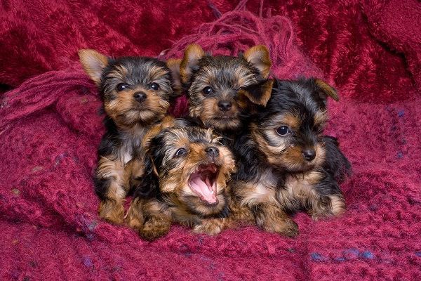 Close-up of Yorkshire terrier puppies on blanket